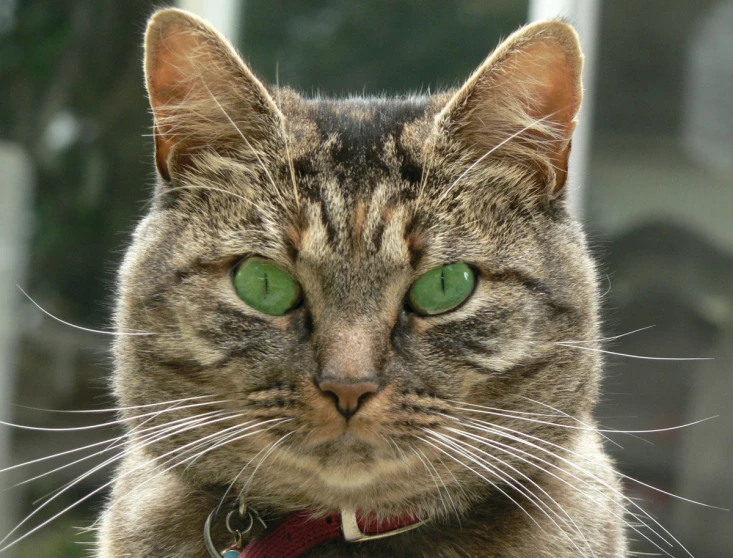 a cat that has a red collar and green eyes