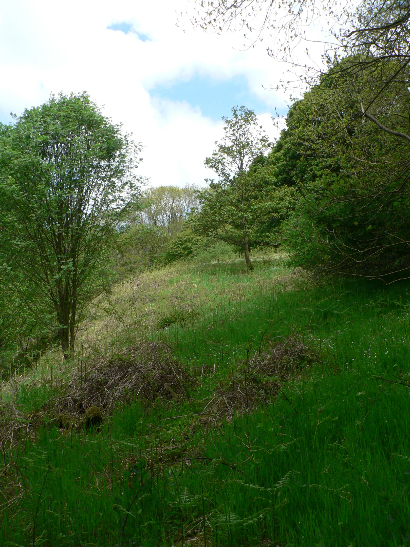 a green field filled with lots of wild flowers