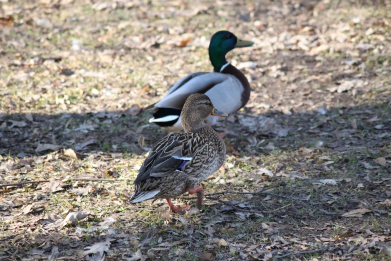 the ducks are standing in front of the camera