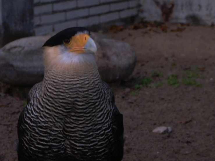 a large bird is standing in the dirt near a wall