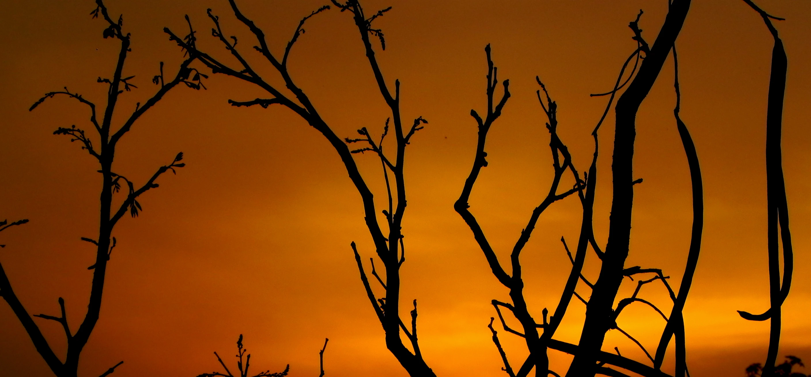 the silhouette of trees against an orange sky