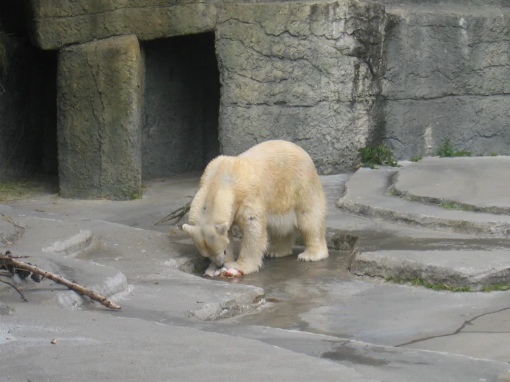 a polar bear in a stone fenced enclosure eating