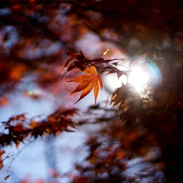 the sun peeking through nches with autumn leaves in foreground