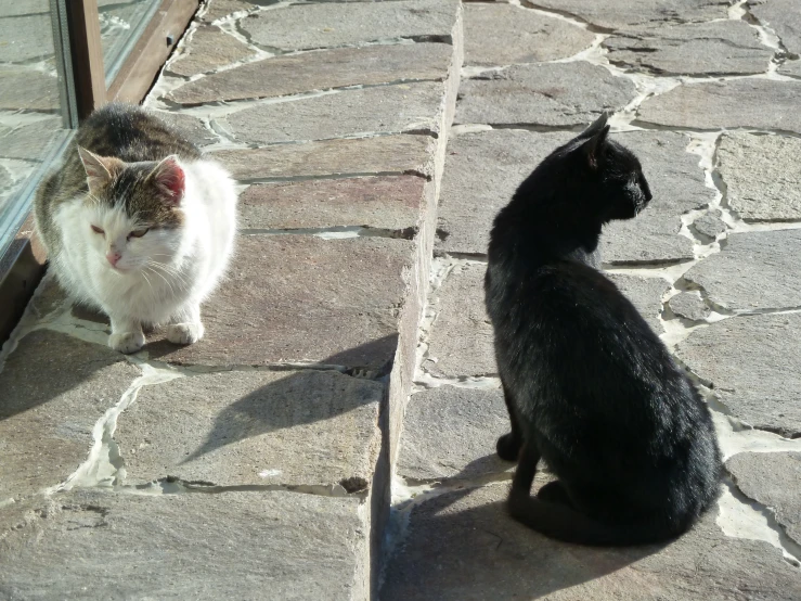 two cats staring at each other outside in the sun