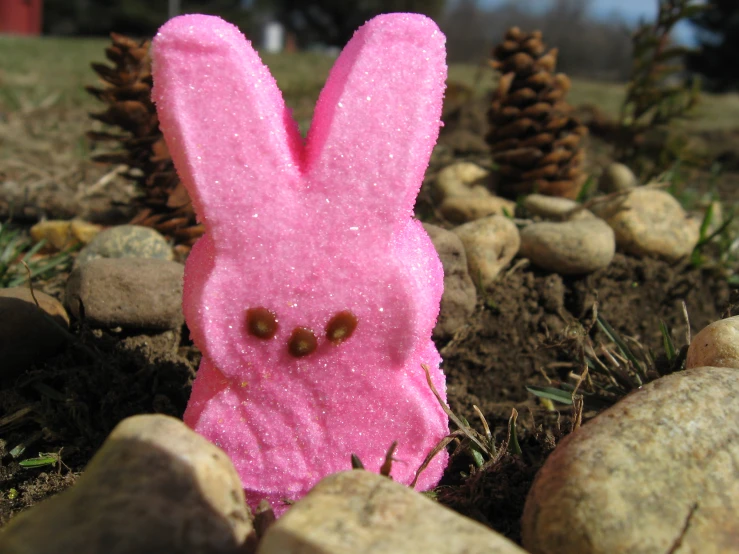 a pink peepy bunny in the dirt