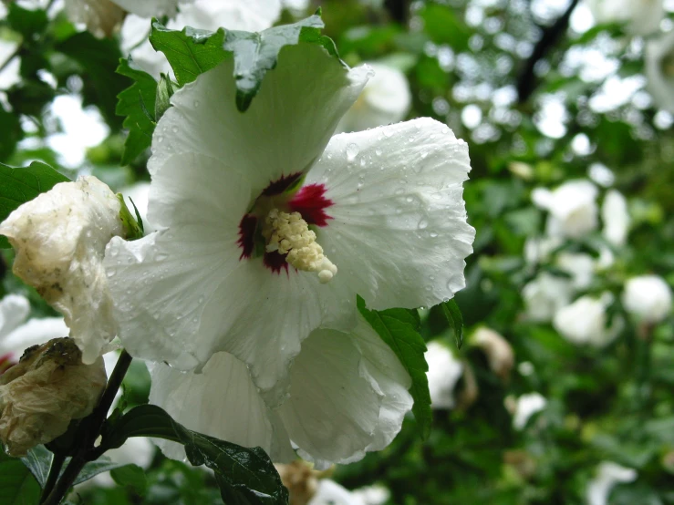 a big white flower with a red stamen