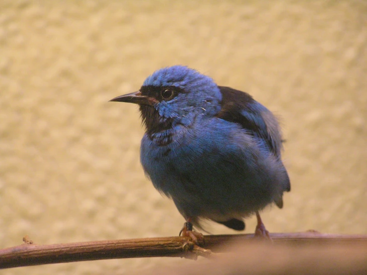 a blue bird with white eyes perched on a nch