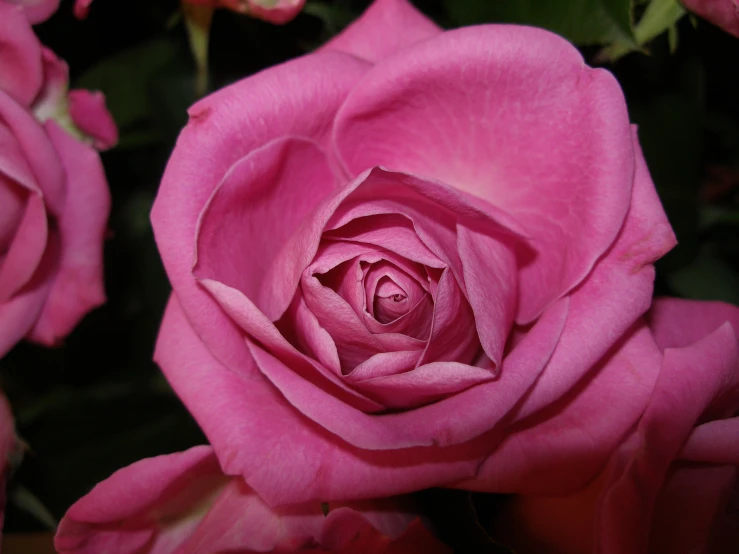 the pink rose is ready to blossom, while the others look on