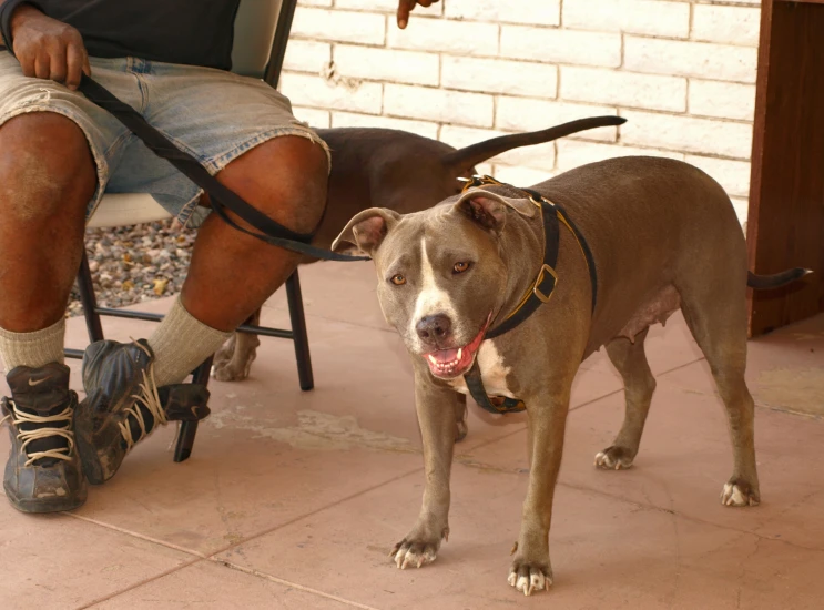 a man wearing sneakers and walking a dog with a leash