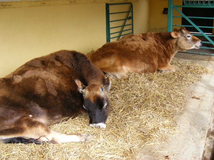 two cows laying next to each other near a building