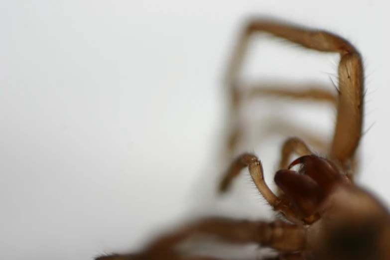 the legs and face of a spider looking sideways