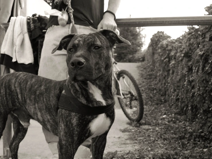 a black and white image of a dog on a leash