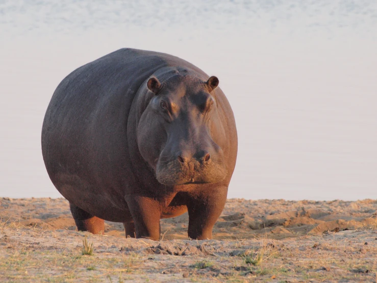 large hippopotamus with white markings standing in the grass