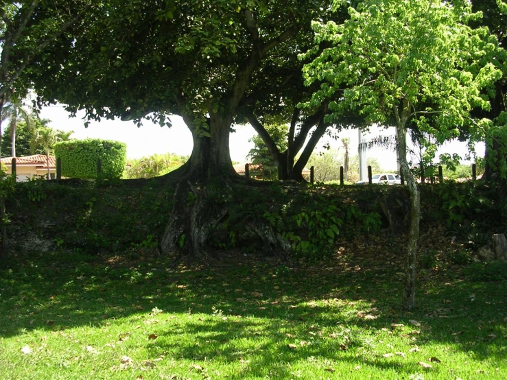 a field that has grass and many trees