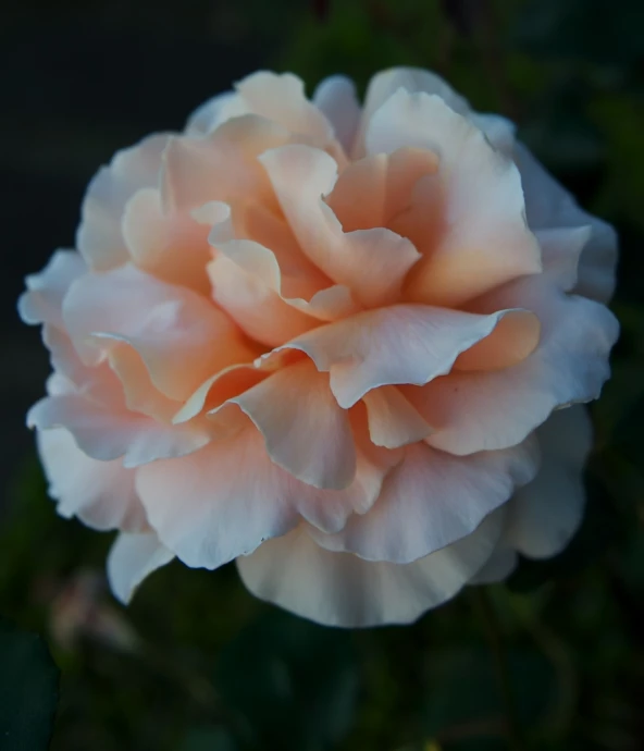 a peach rose on the stem is in flower