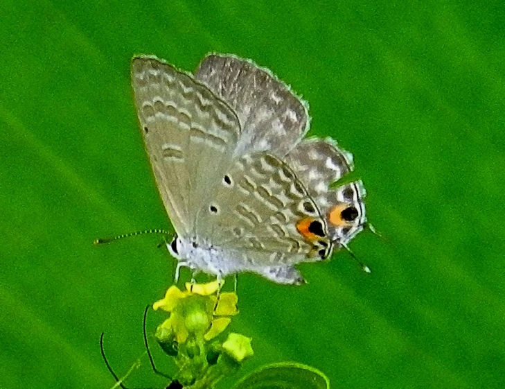 two erflies, one gray one orange and the other grey, sit on top of a green leaf