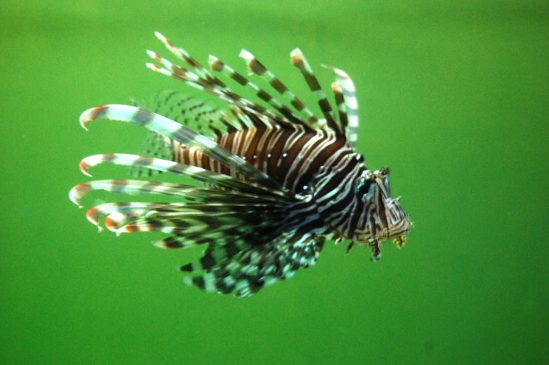 a close - up po of a lion fish swimming