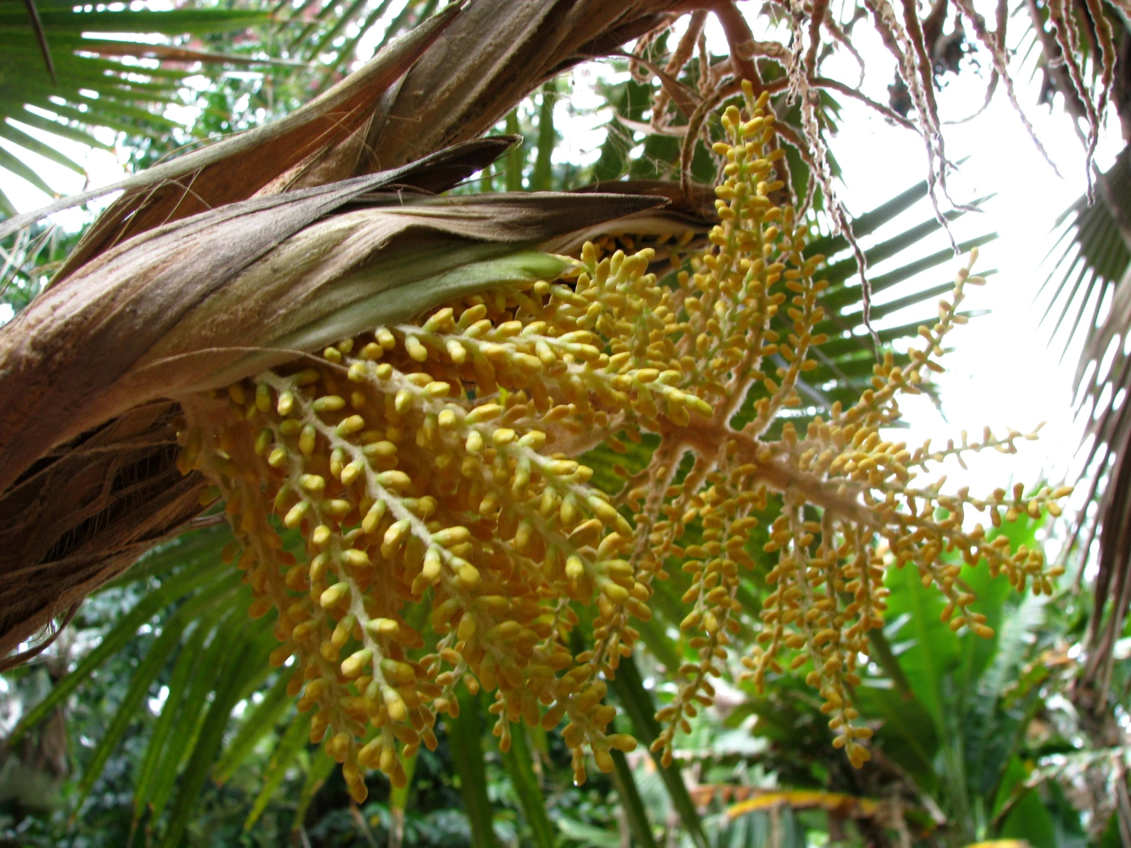 the yellow flowers are blooming on a tree