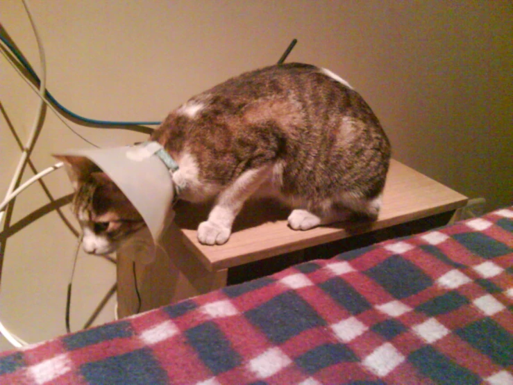 a cat is sitting on top of a wood shelf with a piece of paper on it's head