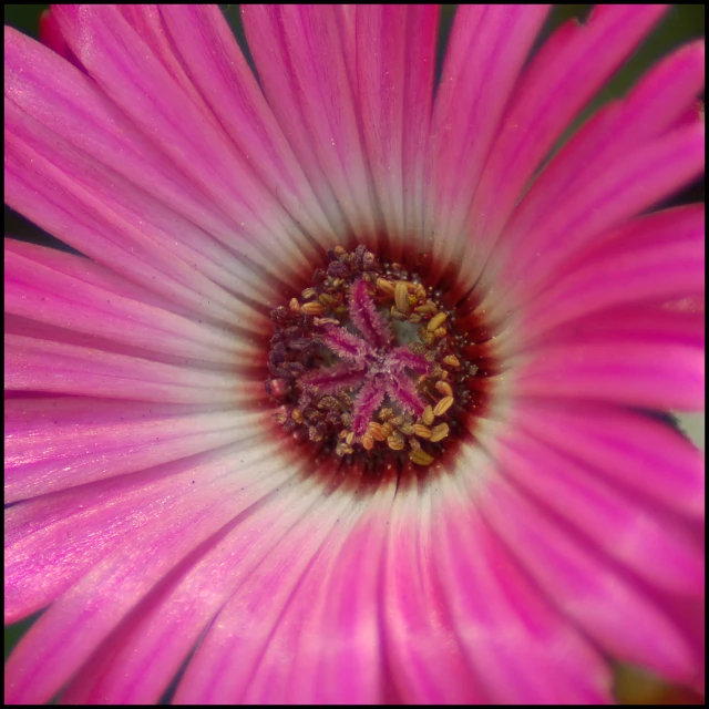 a closeup s of a flower looking up