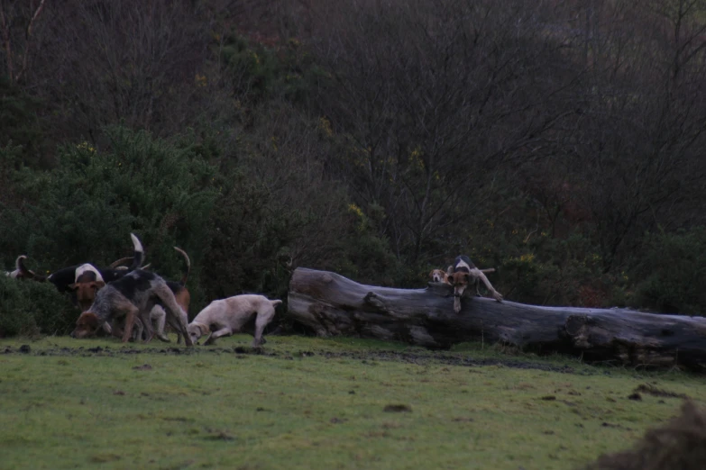 dogs sitting down in a pasture near a fallen tree