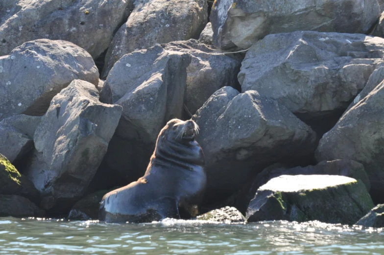 a seal with his head above the water