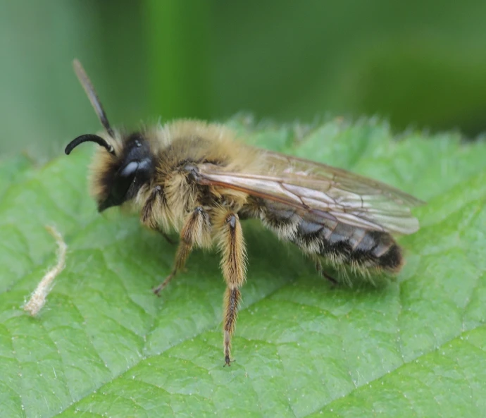 a brown and black insect sitting on top of a leaf