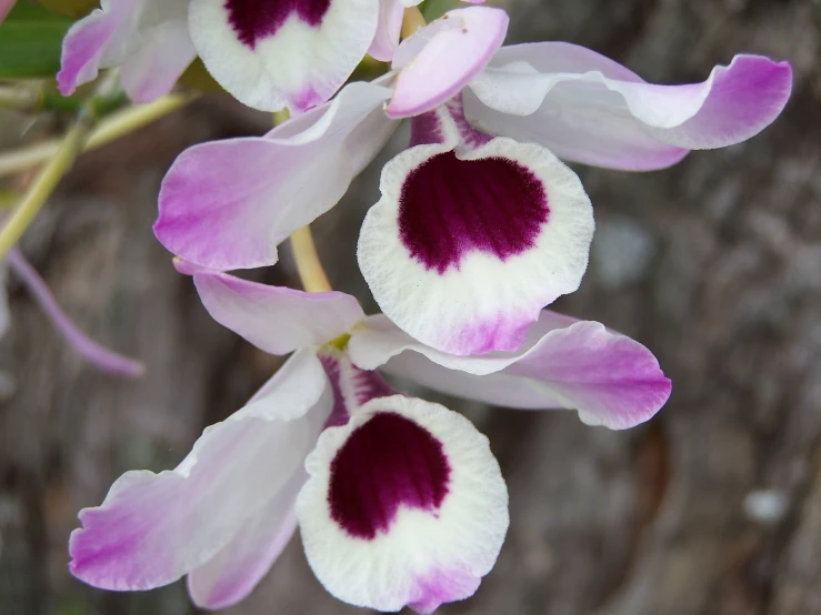 two pink and white flowers are blooming next to a tree