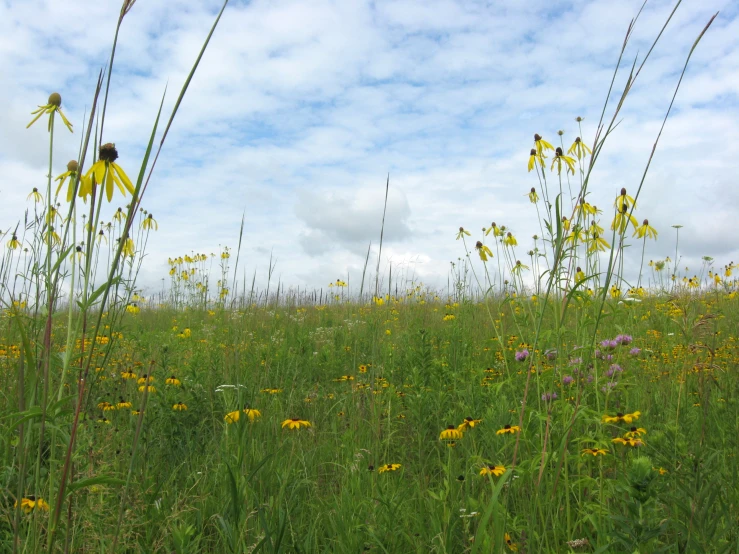 a large field with tall grass and wildflowers