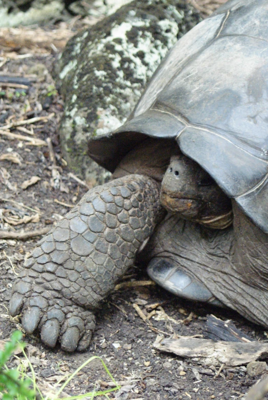 the tortoise shell is cuddling up on someone's foot