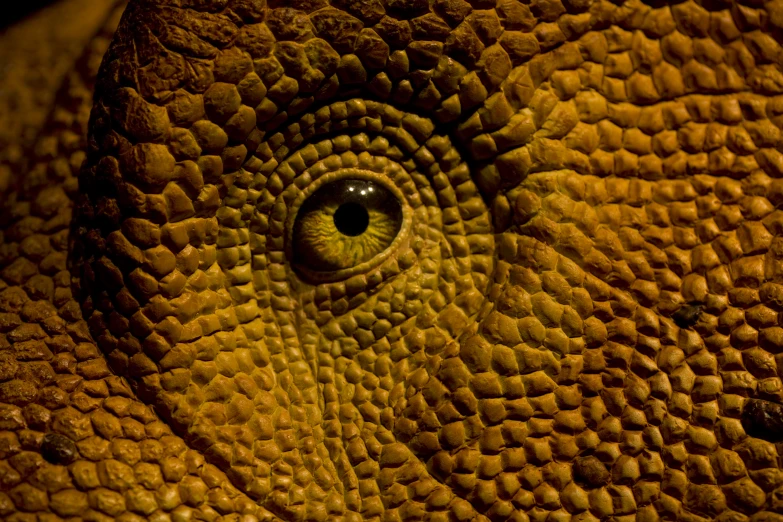 an elephant's eye with small circles on its side