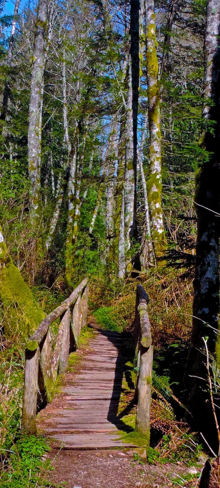 a bridge that is surrounded by trees