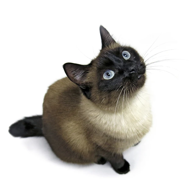 a siamese cat sitting up and looking upwards