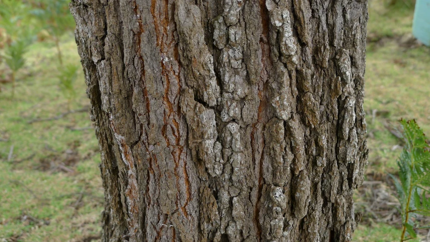 a bear with it's mouth open by a tree