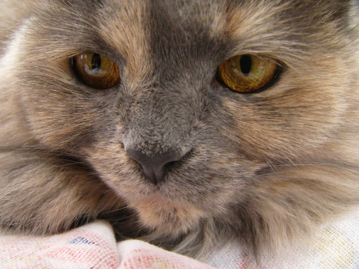 a fluffy gray cat with orange eyes staring