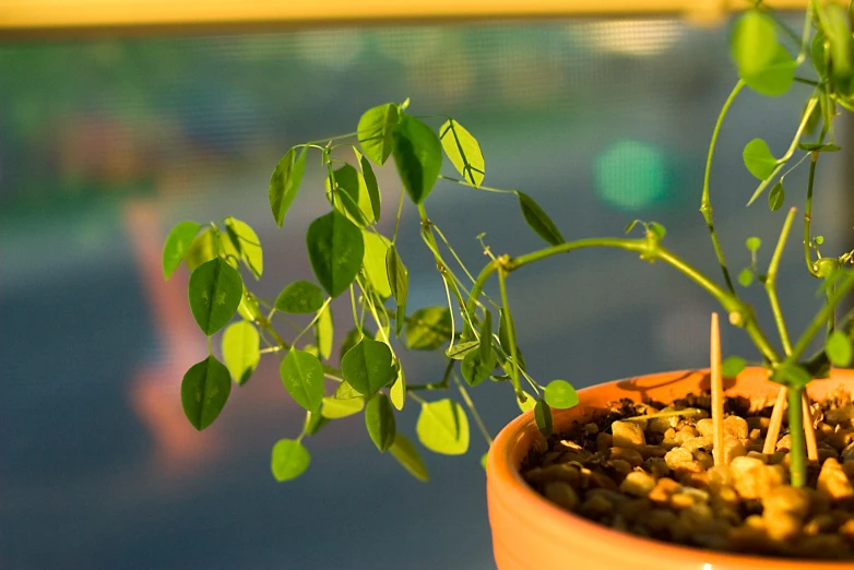 the tiny plant is growing out of a pot