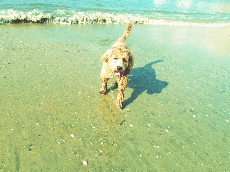 an animal that is walking across a beach