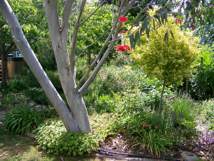 a garden scene with red flowers blooming
