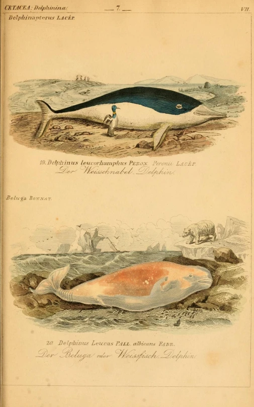 two page with drawings of fish and marine life