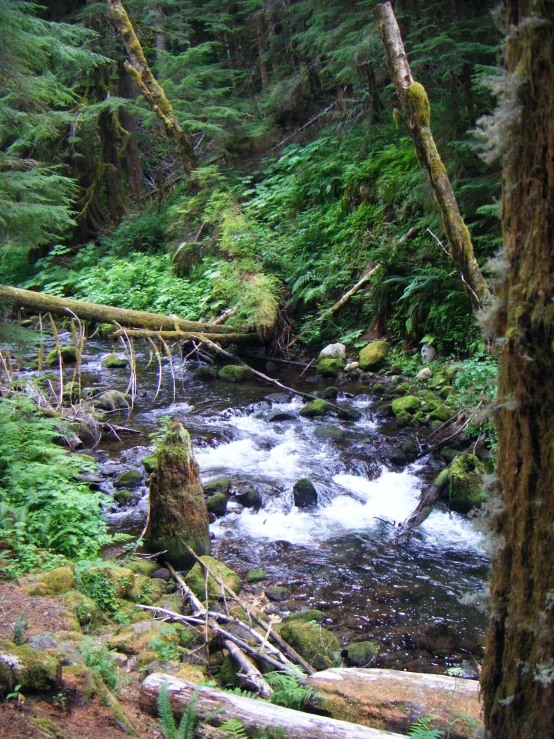 small creek flowing through lush green forest area