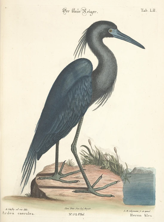 an engraving of the long legged bird