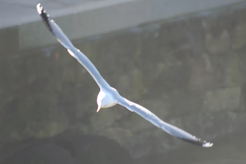 a bird flies close to the camera during flight