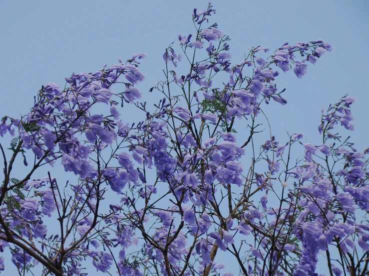 purple flowering tree nches with a blue sky background