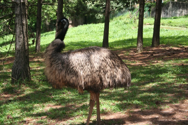 an ostrich walks in the grass beside some trees