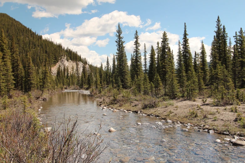 a river in the middle of some tall pine trees