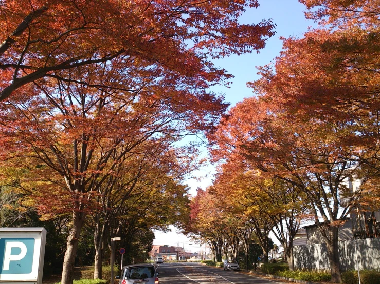 a street with trees lining the road and a parking sign on the sidewalk