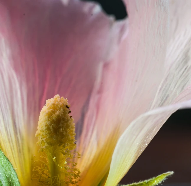 a closeup view of the inside of a pink flower