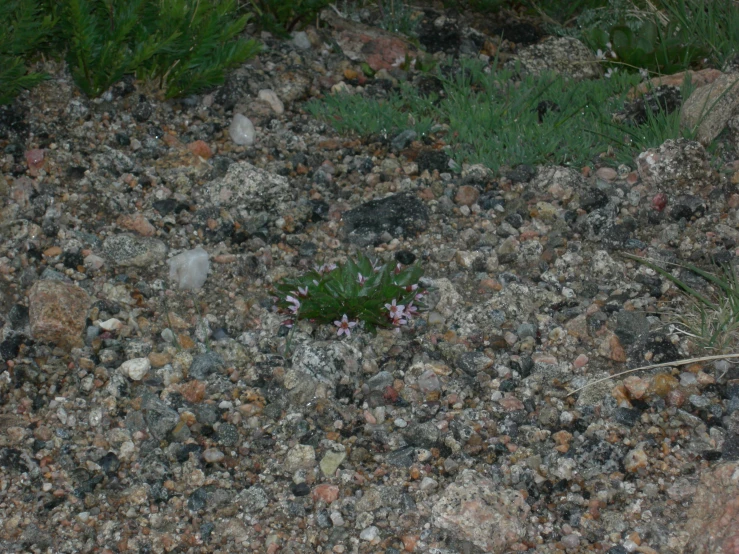 a lone wildflower grows in between some rocks