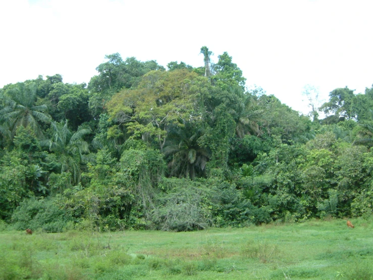 a very tall forest with lots of trees