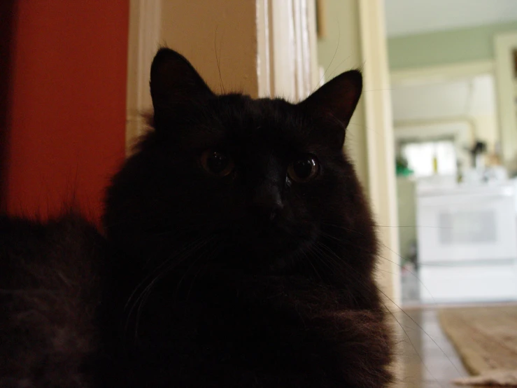 a black cat sits on a floor in front of the door